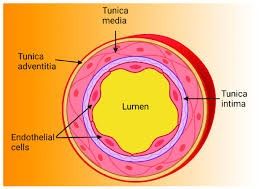 Artery wall layers. The endothelial cells lining the tunica intima are the protective barrier; injury here is where atherosclerosis begins.