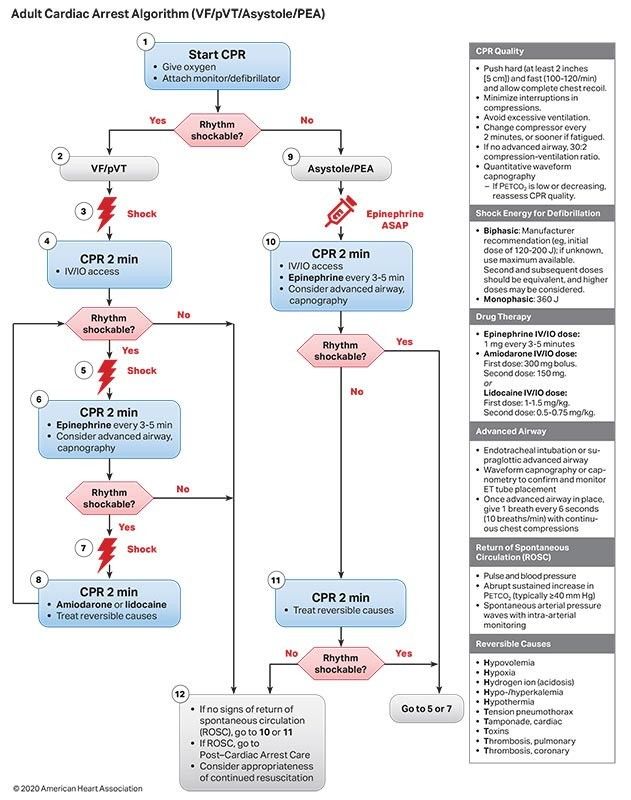 The adult cardiac arrest algorithm covering VF, pulseless VT, asystole, and PEA.
